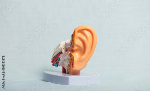 Anatomical model of human ear showing inner ear structure