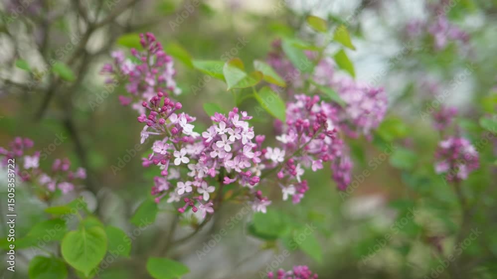 Close-up lilac flowers at spring. Selective focus with shallow depth of field.