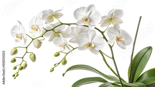 Elegant white orchids showcase their delicate petals and vibrant colors against a clean background.