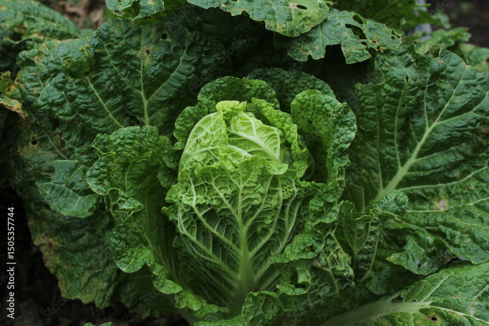 Naklejka premium Napa cabbage growing in the garden. Growing own food concept. Eco farming concept, home farming concept. Organic food 