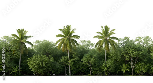 Lush Tropical Greenery with Coconut Palm Trees and Mixed Forest in Daylight