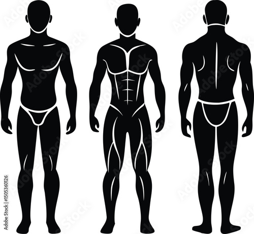 Male Body Silhouette with Muscular Anatomy Front and Back Views