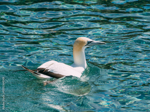 Australasian Gannet photo