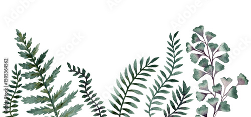 watercolor drawing background with green leaves of fern at white background, ,floral backdrop, hand drawn botanical illustration