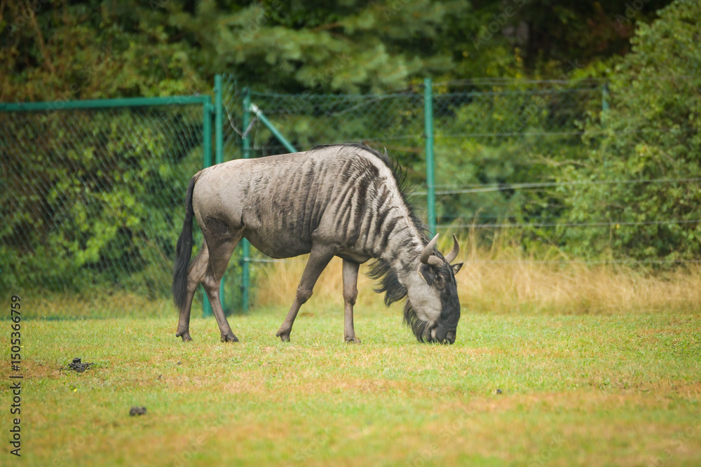 Obraz premium The blue wildebeest is walking around its enclosure on safari. Free-roaming animals in the safari park.
