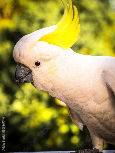 Wild cockatoo with a sulphur crest photo