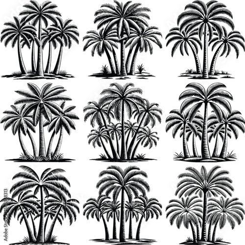 Nine vintage black and white palm tree illustrations