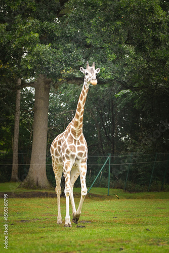 Canvas Print The giraffe walking around its enclosure on safari