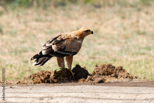 Aigle ravisseur,.Aquila rapax, Tawny Eagle