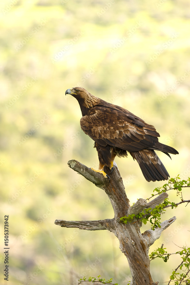 Obraz premium Adult female Golden Eagle in her territory within a Mediterranean forest at first light