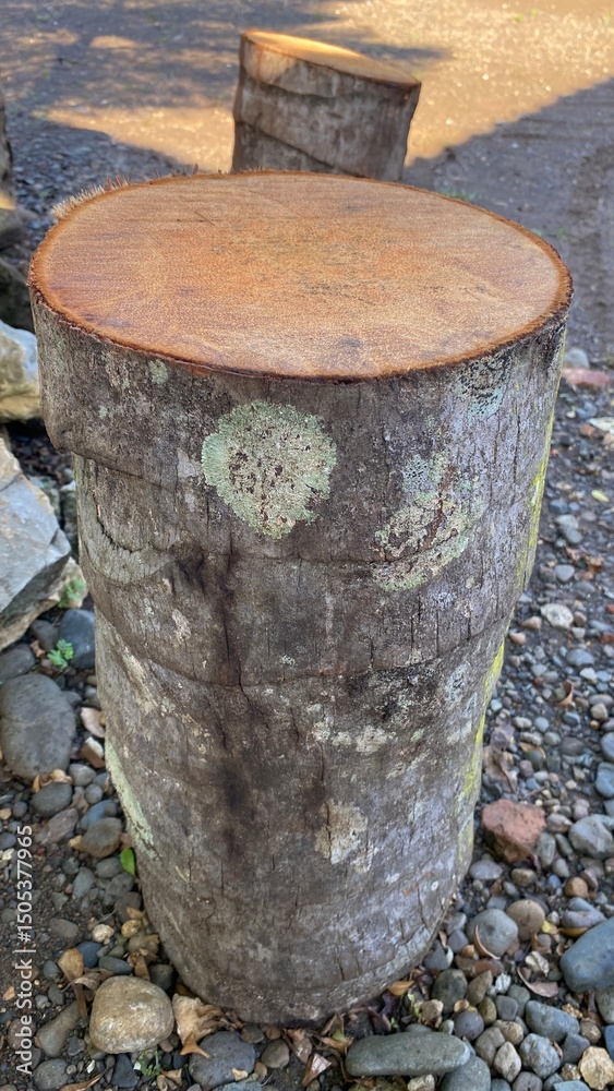 Naklejka premium Coconut Tree Trunk Slice on Natural Outdoor Surface