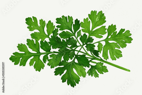 Botanical Coriander Flow  herb cilantro/coriander isolated watercolor vector illustration svg