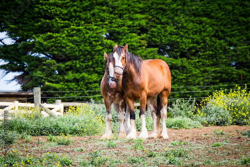 A well matched pair of clydesdale horses standing in the paddock