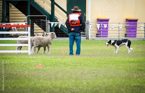 Sheep dog trial competitor with sheep and dog photo