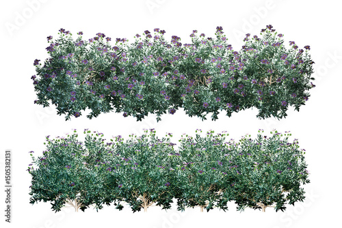 lavender flowers isolated on white background
