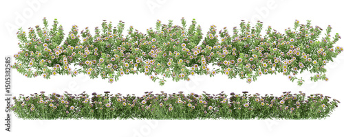 white flowers isolated on white background