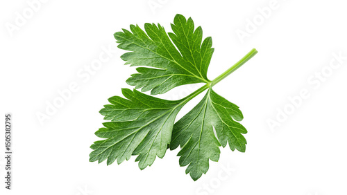 Fresh Green Parsley Leaf Isolated on transparent background,for garnishing and enhancing flavor in various dishes