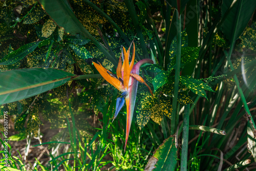 Lobelie in Australien