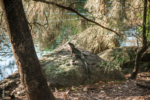 Australischer Leguan