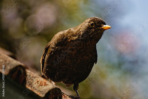 Femail Blackbird sat on the roof in the garden on a sunny Spring day