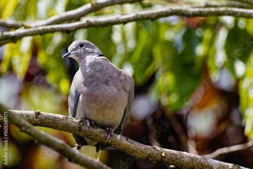 Collared Dove sitting in a tree on a sunny Spring day
