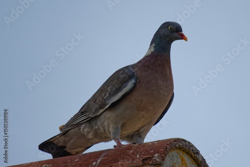 Wood Pidgeon sat on the roof on a sunny day