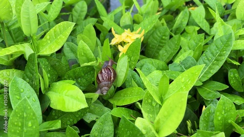 Wallpaper Mural A snail crawling on wet leaves in a garden Torontodigital.ca
