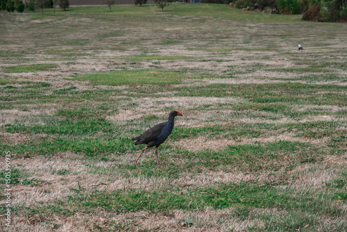 Purpurhuhn - australischer Wasservogel