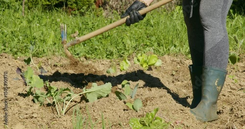 Woman Planting Lettuce in Organic Home Garden