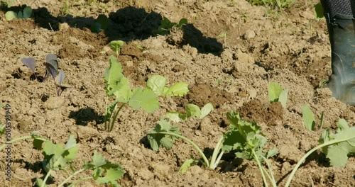 Woman Planting Lettuce in Organic Home Garden