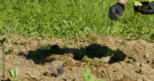 Woman Planting Lettuce in Organic Home Garden