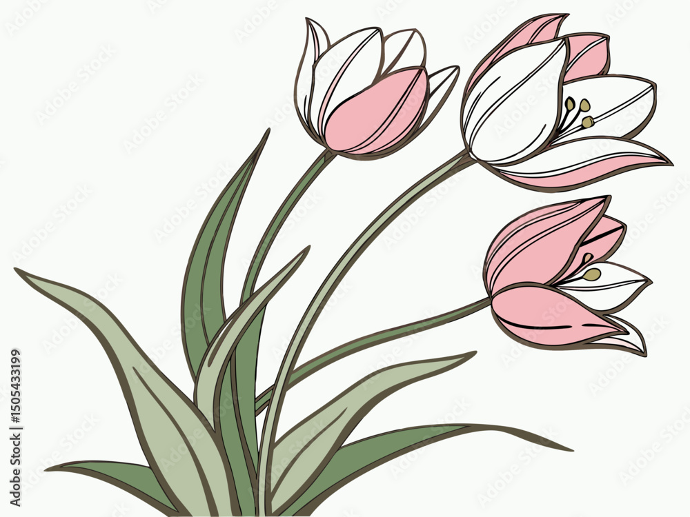 Obraz premium Pink and White Tulip Sketch Art