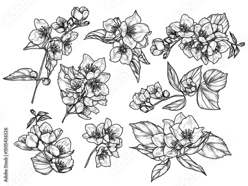 Vector set with inflorescences of blooming jasmine. Spring flower collection. Delicate decoration of flowering branches in engraving style. For invitations, cards, banners