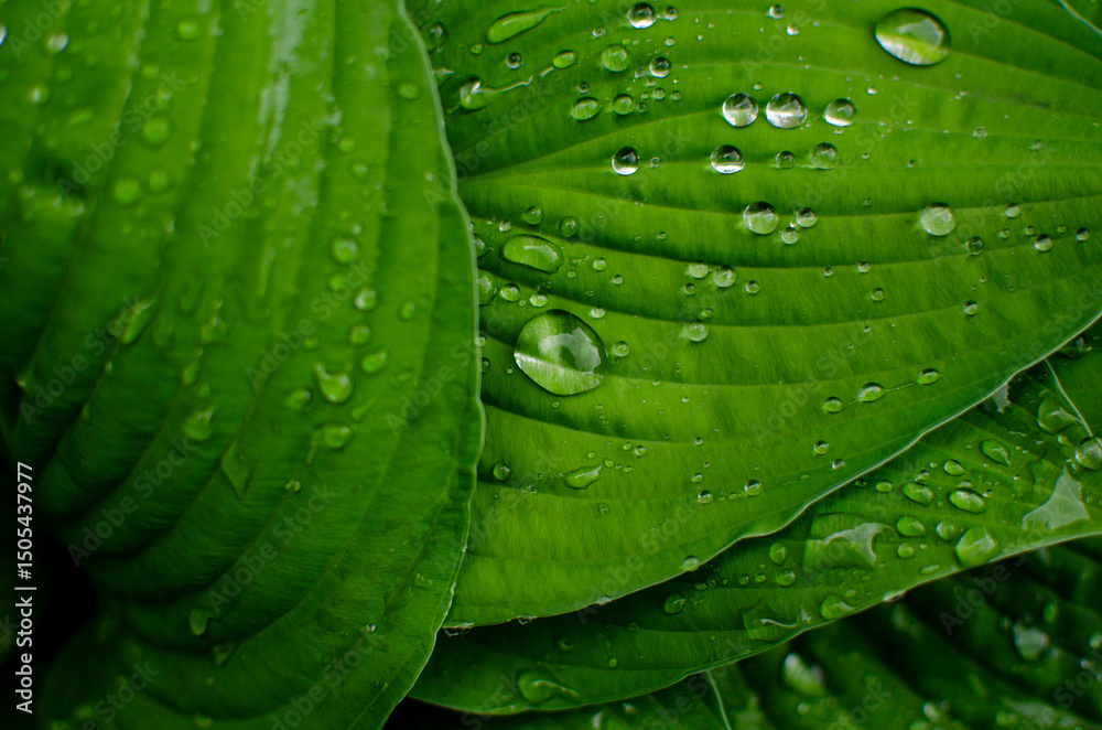Obraz premium Close-up of vibrant green leaves adorned with glistening water droplets , showcasing intricate textures and natural beauty, in a garden
