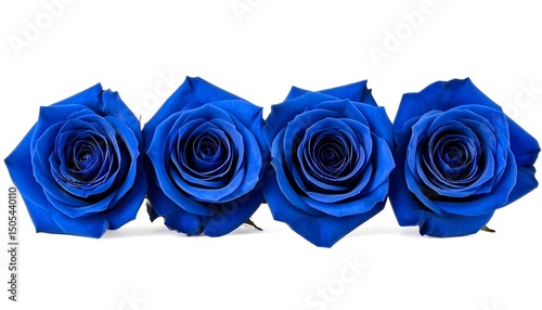 Blue Roses Row with White Background.