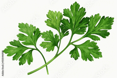 Fresh Herb Watercolor Flow herb parsley isolated vector illustration svg