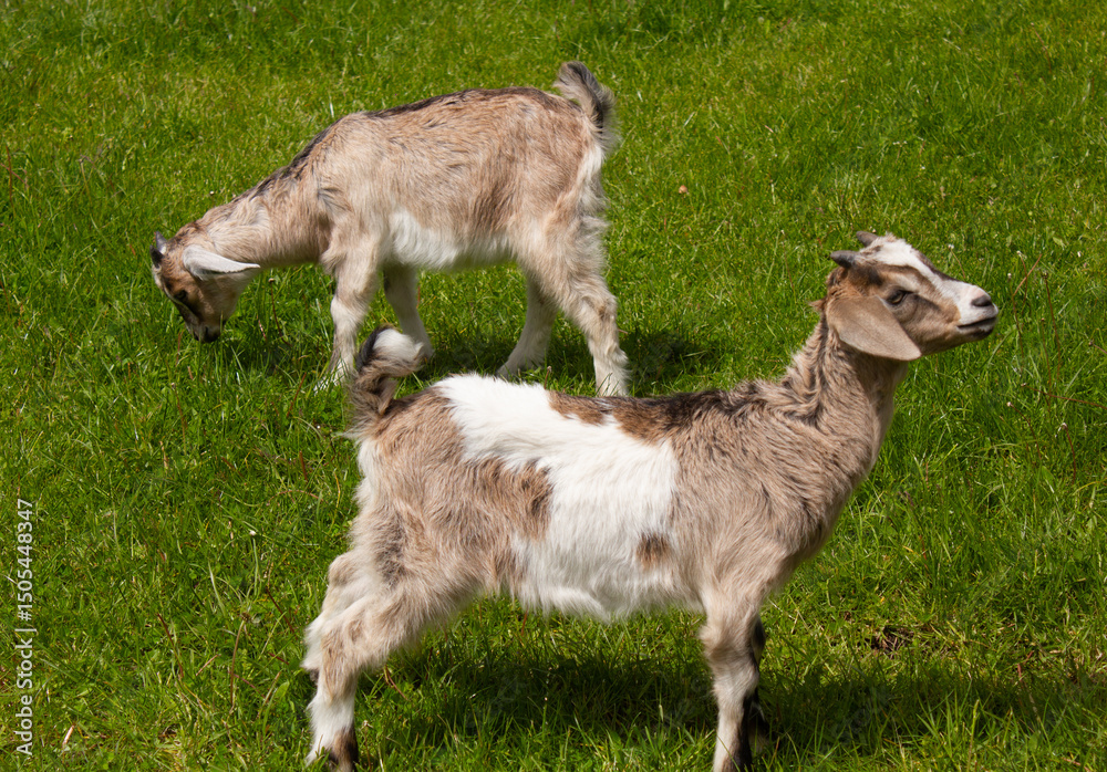 Obraz premium Goats, kids, goat eat grass on a green meadow, walk in the meadow