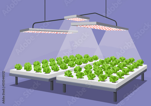Indoor Lettuce Cultivation Hydroponics Under LED Grow Lights