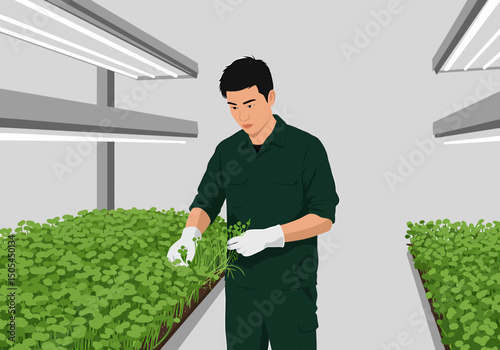 Vertical Farm Worker Harvesting Microgreens in an Indoor Environment