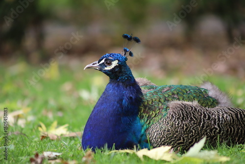 Indian peafowl resting on grass scattered with autumn leaves, Retiro Park, Madrid, Spain