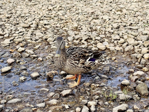 Camouflage