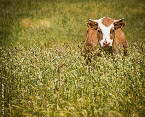 Cow with horns hiding in the long seedy grass