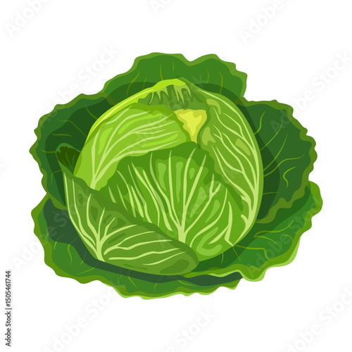 Green cabbage. Vector illustration of fresh cabbage. Useful healthy food