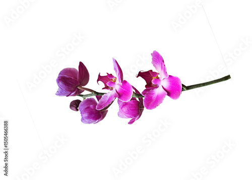 Pink Phalaenopsis or dendrobium Orchid flower isolated on white background. Idea concept design with copy space add text.
