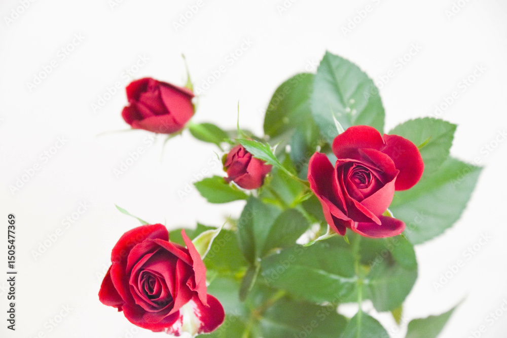 Naklejka premium 赤い薔薇