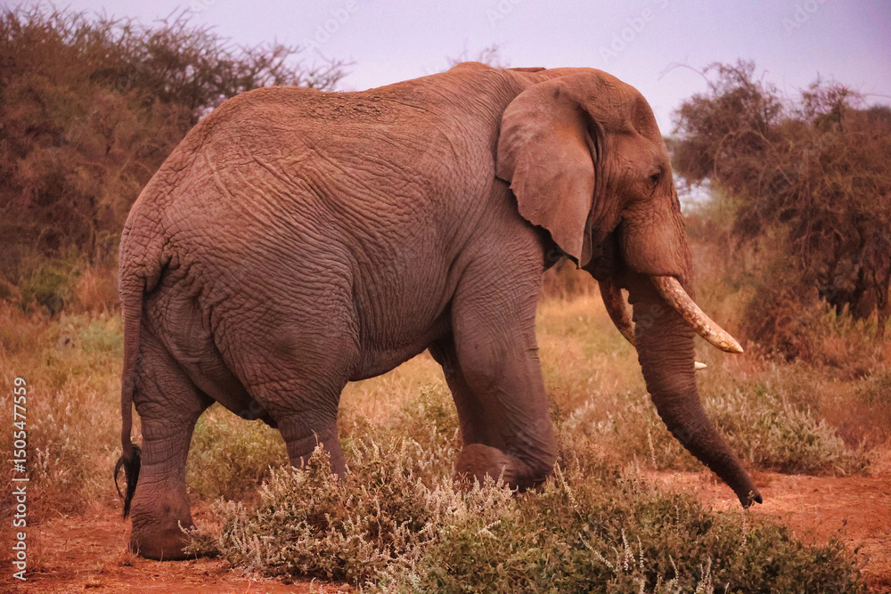 Fototapeta premium Elefante adulto paseando y comiendo por la sabana africana entre arbustos, paquidermo salvaje en su hábitat natural, fauna y vida silvestre de África observada durante un safari