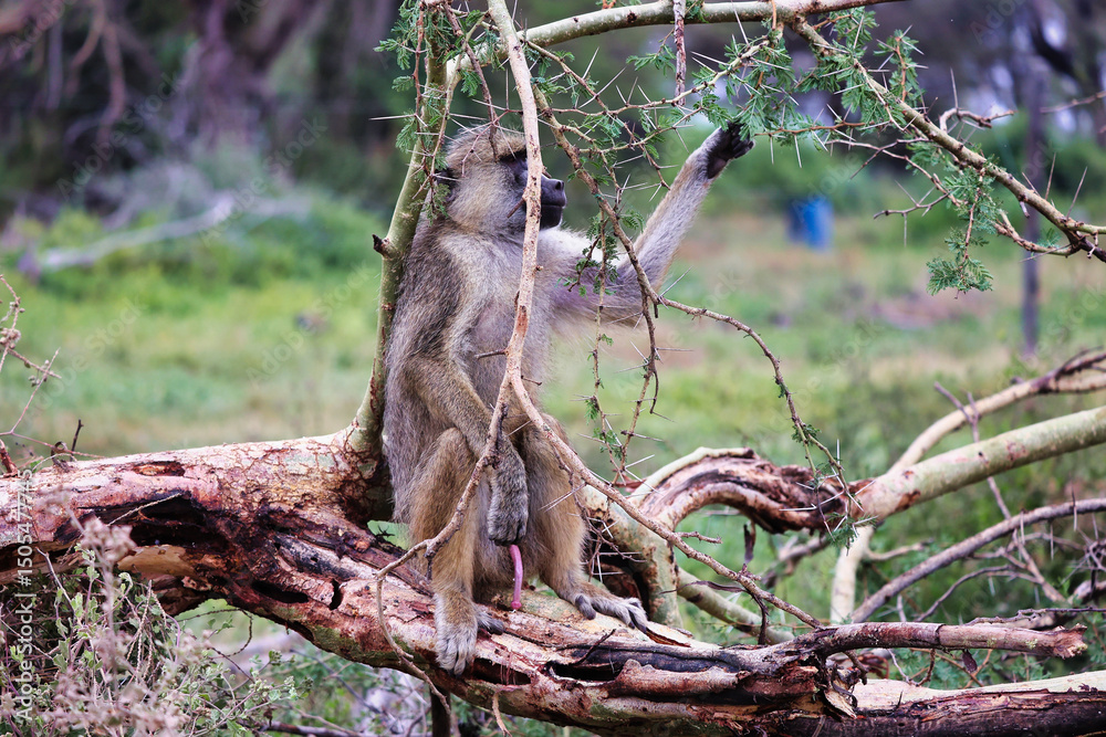 Fototapeta premium Babuino adulto sentado en una rama, primate africano salvaje en su hábitat natural, observando el entorno en la sabana durante un safari, fauna y biodiversidad de África