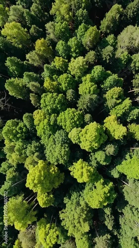 Aerial top-down view of lush green forest canopy with vivid shades of foliage, representing eco-awareness, natural diversity and sustainable landscapes from drone perspective