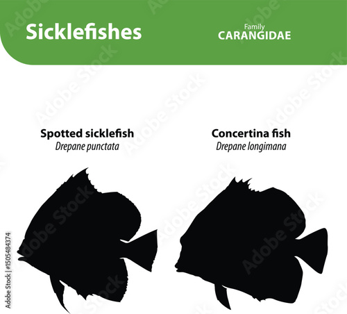 Sicklefishes Silhouette Vector Set with Name and Scientific Name – Drepaneidae Fish Collection