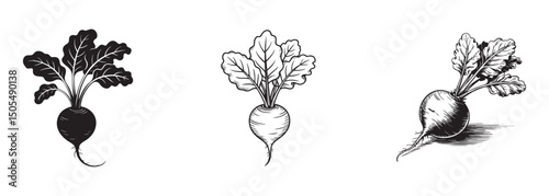set of root vegetable , beetroot radish with leaves vector for healthy eating and garden harvest
